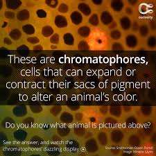 A Bundle Of Nerves And Muscles Causes Each Chromatophore To Expand And Contract Its Sac Of Pigment Animals Might Change Fun Facts Science Never Stop Learning