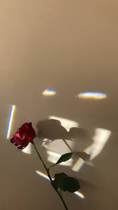 Wallpaper Rose Flowers Phone Simple Aesthetic Iphone Wallpaper Mawar Wallpaper Estetika Latar Belakang