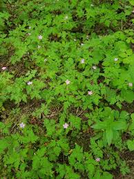 Not just invasive, geranium robertianum is frequently referred to as a noxious weed. Herb Robert Friends Of Springbrook Park