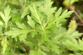 ヨモギ 蓬 の栽培方法や旬の季節は 花言葉や葉の特徴は Horti ホルティ By Greensnap