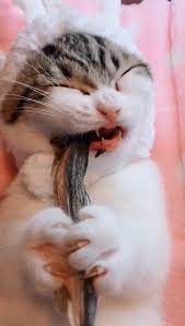10 Funny Videos Cats Eating Cute Animals Cute Baby Animals Cute Funny Animals