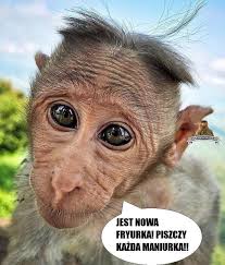 Nowy sącz okiem internautów, których twórczość nie z na granic. Www Memki Pl Najlepsze I Najsmieszniejsze Memy Internetu