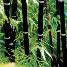 Black Bamboo Plants For Sale Ireland Pin On Bamboo