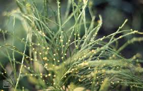 Image result for Psilotum nudum