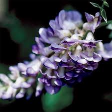 Ideally, plant wisteria against a wall and run galvanised wires across it in order to train the plant. Blue Moon Wisteria Vine Garden Center Bareroot Jung Seed Company