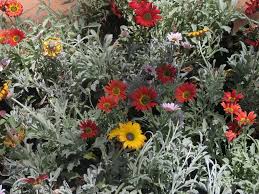 Image result for Arctotis