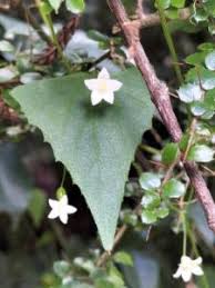 Image result for Zehneria