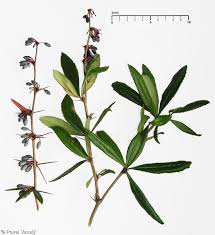 Image result for Berberis julianae