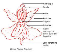 Oaksfloristblog Flower Structure Orchid Flower Orchids