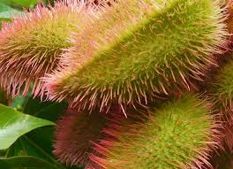 Image result for Bixaceae