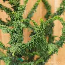 Image result for Habenaria chirensis