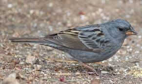 Grey Birds That Look Like Cardinals Grey Bunting Emberiza Variabilis Male Bunting Bird Grey