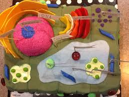 Plant Cell Project Cells Project Plant Cell Project Plant Cell Project Models