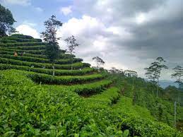 Kebun teh nglinggo merupakan salah satu wisata kebun teh yang berada di daerah istimewa yogyakarta. Asyiknya Berwisata Ke Kebun Teh Nglinggo Kulon Progo