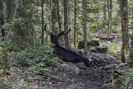 Fake nude helydia arranging an appointment with LSC is a