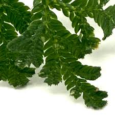Image result for Selaginella congoensis
