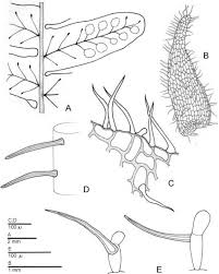 Image result for Lellingeria