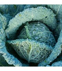 Image result for hlávková kapusta