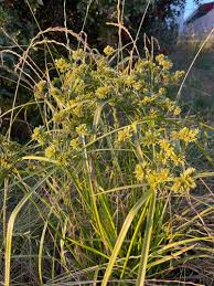 Image result for Eragrostis congesta
