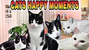 Cats Playtime Happy Moments Lovable Cats Youtube