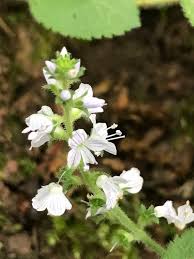 Image result for Veronica abyssinica
