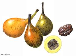 Image result for Monoon