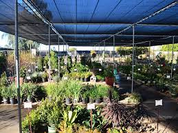 Maybe you would like to learn more about one of these? Tatum Blvd Summerwinds Nursery Phoenix Arizona
