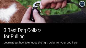 To prevent your puppy getting their paw caught in the leash and panicking, which can slow down your puppy's acceptance of the leash, you can buy a cheap one and cut the looped end off, or some thin rope from a hardware store to tie to their collar and tie no loop on the other end. 3 Best Dog Collars For Pulling