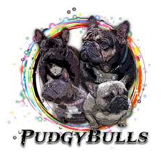 My.embarkvet.com/dog/magnolia5 the only colors recognized by the akc are *color: Frenchy Color Dna Pudgy Bulls