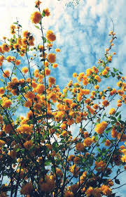 Photo Lalasparkles Met Afbeeldingen Bloem Achtergrond Prachtige Bloemen Bureaubladachtergronden