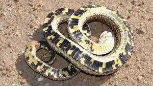While working on enhancing whitetail deer habitat in northern wisconsin, we came across a hognose snake working his way through the leaves. Kansas Herpetofaunal Atlas