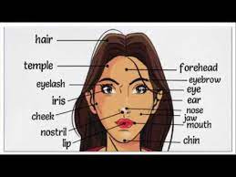 Check spelling or type a new query. Parts Of The Body In English Human Body Parts Names For Kids Youtube
