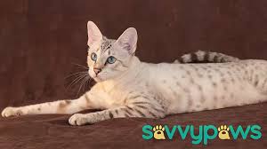A savannah cat is a hybrid between an african serval and a domestic cat. Savannah Cat Appearance And Colours