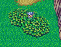 Bush Animal Crossing Wiki Nookipedia