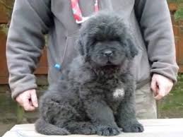A newfoundland river rescue unit's dog in action. Beautiful Newfoundland Puppy For Adoption Larry Vivapets Newfoundland Puppies Puppy Adoption Puppies