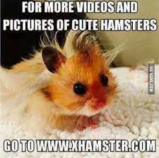 We did not find results for: Cute Lil Hamsters Eating Carrots 9gag