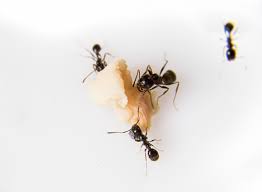 By large, i mean 3/8 to ½ inch. Everything You Need To Know About Carpenter Ants Impact Pest Elimination