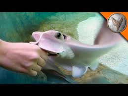 Image result for Stingray
