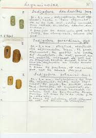 Image result for Indigofera dendroides