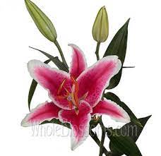 Get latest info on lily flower, lilium flower, indian lilly, suppliers, manufacturers, wholesalers, traders, wholesale suppliers with lily flower prices for buying. Wholesale Lilies Buy Lilies Online Whole Blossoms Lily Flower Oriental Lily Hot Pink Wedding Flowers
