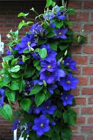 Maybe you would like to learn more about one of these? Clematis General Sikorski Friedrich M Westphal Clematiskulturen Clematis Plants Bulb Flowers Clematis
