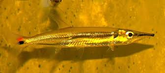 Amerikanische Salmler Gross Hunde Gross