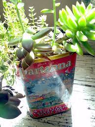 I used cactus in these videos, but as i mentioned earlier. Succulents Planted In Re Purposed Olive Oil Tin Planting Succulents Creative Succulents