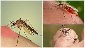Sur le plan dermatologique, sa morsure provoque démangeaisons, boutons rouges, réactions allergiques et parfois sensation de brûlure. Pourquoi Les Moustiques Boivent Ils Du Sang