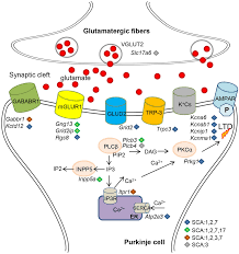 Fletching, 0, 1,303,443, 0, 11,730,988, 8.38. Frontiers Gene Deregulation And Underlying Mechanisms In Spinocerebellar Ataxias With Polyglutamine Expansion Neuroscience