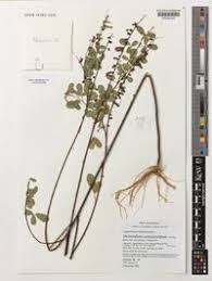 Image result for Grona ramosissima