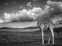 Updated many times a day, every day of the week. Photo Noir Et Blanc Achat Vente Photos D Art Noir Et Blanc