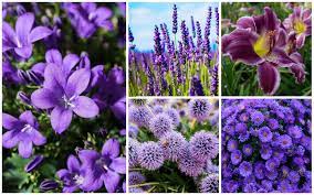 Looking for purple wedding flower names with pics? 20 Gorgeous Purple Perennials Photos Garden Lovers Club