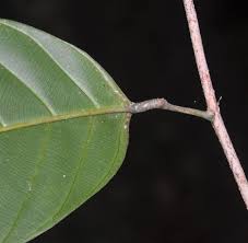 Image result for Coula edulis