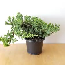 Businesses and private parties welcome. Bonsai Juniper Interiorplants Ca